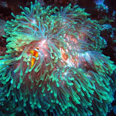 Anemone