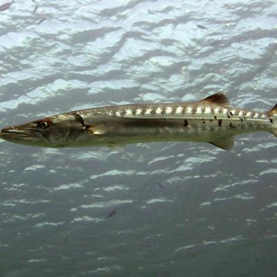 Barracuda