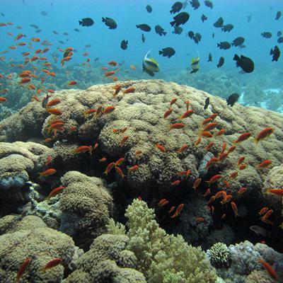 Jackson Reef